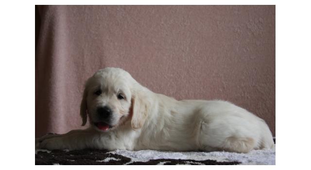 Щенки папийона (папильона) в питомнике Бон Плезир Щенки папийона (папильона) в питомнике Бон Плезир