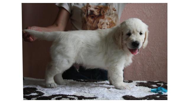 Щенки папийона (папильона) в питомнике Бон Плезир Щенки папийона (папильона) в питомнике Бон Плезир