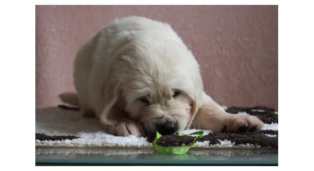 Щенки папийона (папильона) в питомнике Бон Плезир Щенки папийона (папильона) в питомнике Бон Плезир