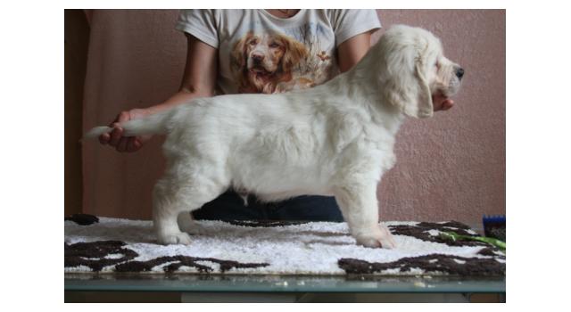 Щенки папийона (папильона) в питомнике Бон Плезир Щенки папийона (папильона) в питомнике Бон Плезир