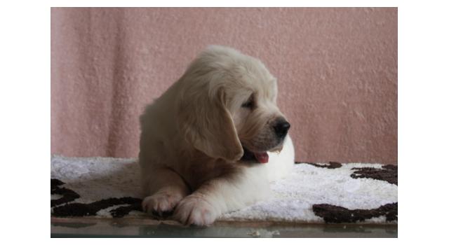 Щенки папийона (папильона) в питомнике Бон Плезир Щенки папийона (папильона) в питомнике Бон Плезир