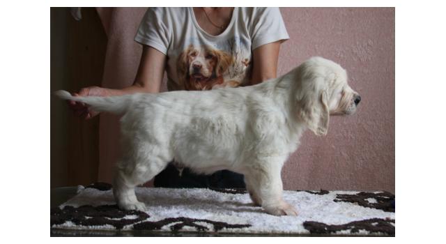 Щенки папийона (папильона) в питомнике Бон Плезир Щенки папийона (папильона) в питомнике Бон Плезир
