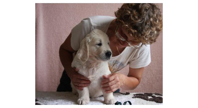 Щенки папийона (папильона) в питомнике Бон Плезир Щенки папийона (папильона) в питомнике Бон Плезир