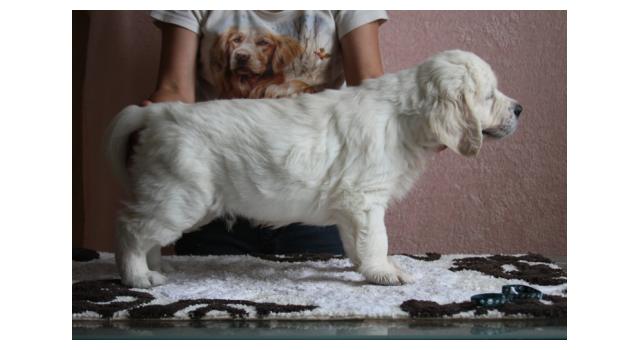 Щенки папийона (папильона) в питомнике Бон Плезир Щенки папийона (папильона) в питомнике Бон Плезир