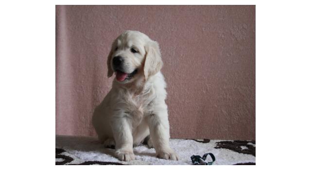 Щенки папийона (папильона) в питомнике Бон Плезир Щенки папийона (папильона) в питомнике Бон Плезир