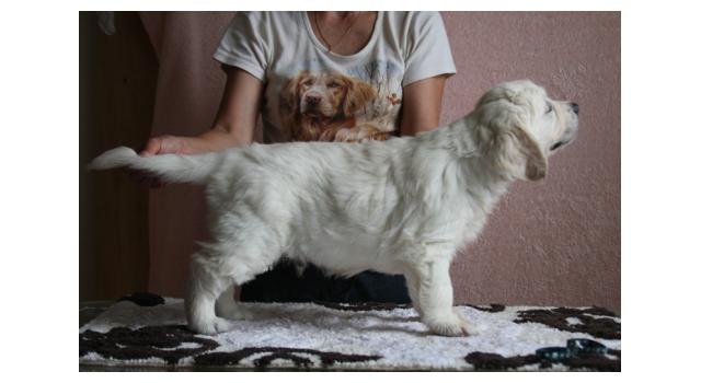 Щенки папийона (папильона) в питомнике Бон Плезир Щенки папийона (папильона) в питомнике Бон Плезир