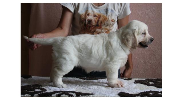 Щенки папийона (папильона) в питомнике Бон Плезир Щенки папийона (папильона) в питомнике Бон Плезир