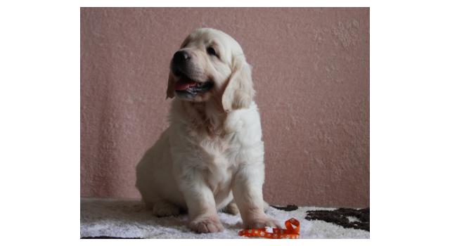 Щенки папийона (папильона) в питомнике Бон Плезир Щенки папийона (папильона) в питомнике Бон Плезир
