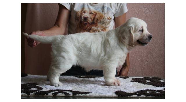 Щенки папийона (папильона) в питомнике Бон Плезир Щенки папийона (папильона) в питомнике Бон Плезир