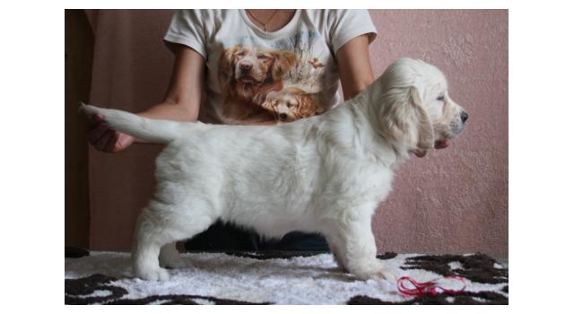 Щенки папийона (папильона) в питомнике Бон Плезир Щенки папийона (папильона) в питомнике Бон Плезир