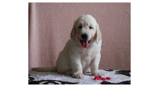 Щенки папийона (папильона) в питомнике Бон Плезир Щенки папийона (папильона) в питомнике Бон Плезир