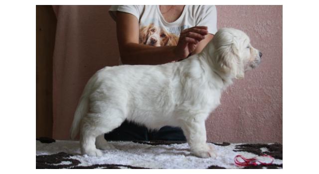 Щенки папийона (папильона) в питомнике Бон Плезир Щенки папийона (папильона) в питомнике Бон Плезир