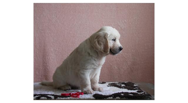 Щенки папийона (папильона) в питомнике Бон Плезир Щенки папийона (папильона) в питомнике Бон Плезир