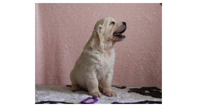 Щенки папийона (папильона) в питомнике Бон Плезир Щенки папийона (папильона) в питомнике Бон Плезир