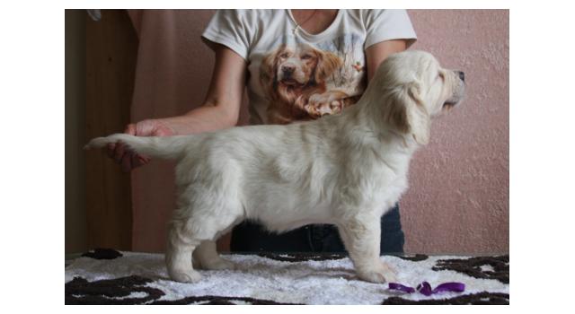 Щенки папийона (папильона) в питомнике Бон Плезир Щенки папийона (папильона) в питомнике Бон Плезир