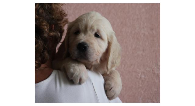 Щенки папийона (папильона) в питомнике Бон Плезир Щенки папийона (папильона) в питомнике Бон Плезир