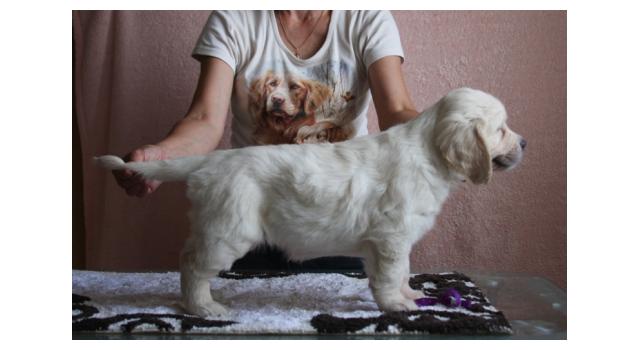 Щенки папийона (папильона) в питомнике Бон Плезир Щенки папийона (папильона) в питомнике Бон Плезир