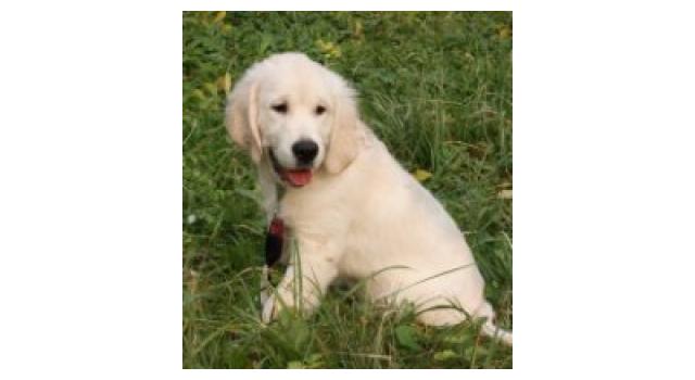 Щенки папийона (папильона) в питомнике Бон Плезир Щенки папийона (папильона) в питомнике Бон Плезир