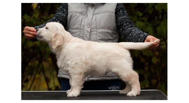 Щенки папийона (папильона) в питомнике Бон Плезир Щенки папийона (папильона) в питомнике Бон Плезир