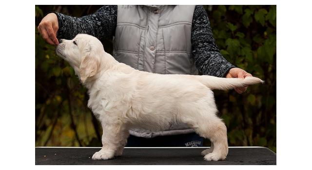 Щенки папийона (папильона) в питомнике Бон Плезир Щенки папийона (папильона) в питомнике Бон Плезир