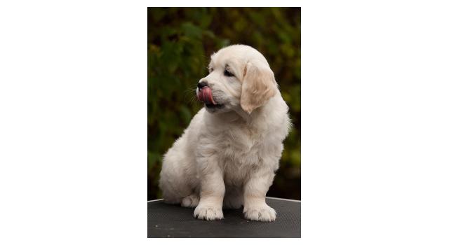 Щенки папийона (папильона) в питомнике Бон Плезир Щенки папийона (папильона) в питомнике Бон Плезир