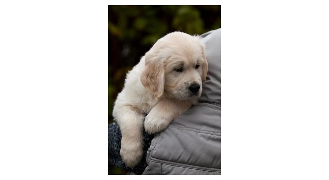 Щенки папийона (папильона) в питомнике Бон Плезир Щенки папийона (папильона) в питомнике Бон Плезир