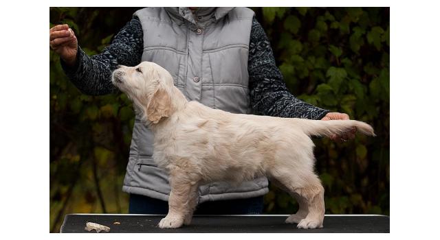Щенки папийона (папильона) в питомнике Бон Плезир Щенки папийона (папильона) в питомнике Бон Плезир