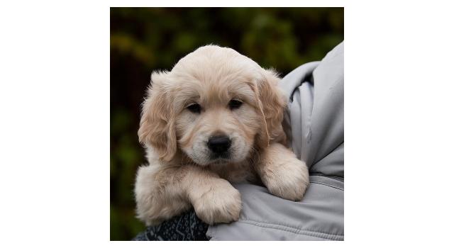 Щенки папийона (папильона) в питомнике Бон Плезир Щенки папийона (папильона) в питомнике Бон Плезир