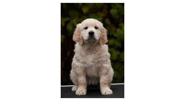 Щенки папийона (папильона) в питомнике Бон Плезир Щенки папийона (папильона) в питомнике Бон Плезир