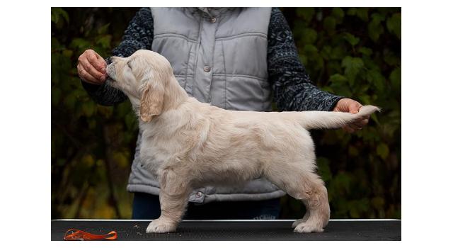 Щенки папийона (папильона) в питомнике Бон Плезир Щенки папийона (папильона) в питомнике Бон Плезир