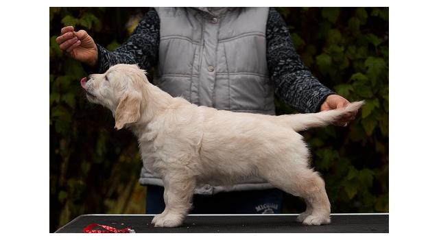 Щенки папийона (папильона) в питомнике Бон Плезир Щенки папийона (папильона) в питомнике Бон Плезир