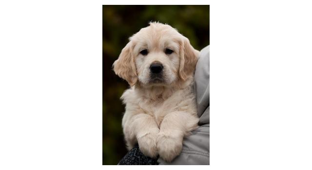 Щенки папийона (папильона) в питомнике Бон Плезир Щенки папийона (папильона) в питомнике Бон Плезир