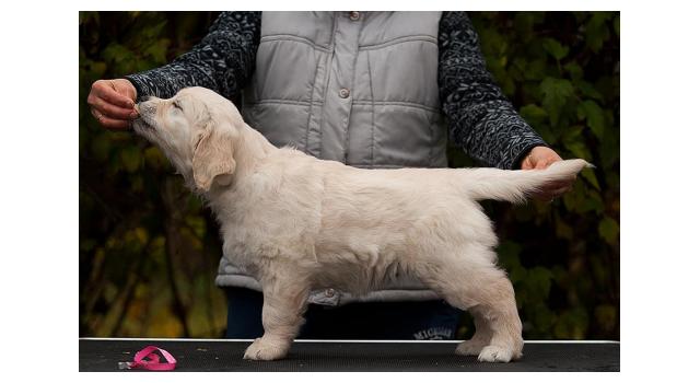 Щенки папийона (папильона) в питомнике Бон Плезир Щенки папийона (папильона) в питомнике Бон Плезир
