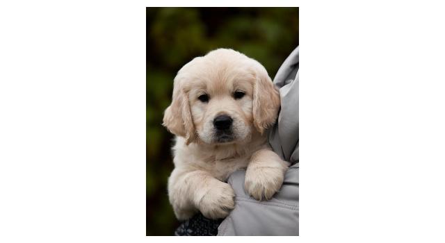 Щенки папийона (папильона) в питомнике Бон Плезир Щенки папийона (папильона) в питомнике Бон Плезир