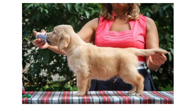Щенки папийона (папильона) в питомнике Бон Плезир Щенки папийона (папильона) в питомнике Бон Плезир