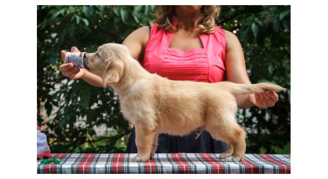 Щенки папийона (папильона) в питомнике Бон Плезир Щенки папийона (папильона) в питомнике Бон Плезир