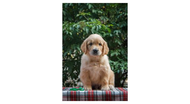 Щенки папийона (папильона) в питомнике Бон Плезир Щенки папийона (папильона) в питомнике Бон Плезир