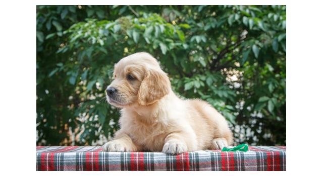 Щенки папийона (папильона) в питомнике Бон Плезир Щенки папийона (папильона) в питомнике Бон Плезир