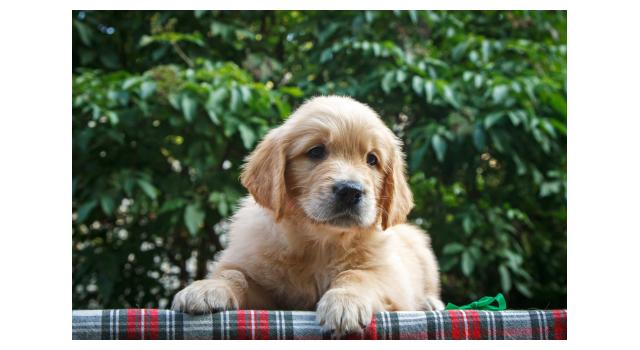 Щенки папийона (папильона) в питомнике Бон Плезир Щенки папийона (папильона) в питомнике Бон Плезир