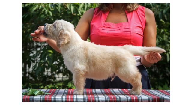 Щенки папийона (папильона) в питомнике Бон Плезир Щенки папийона (папильона) в питомнике Бон Плезир