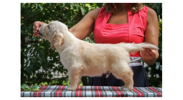 Щенки папийона (папильона) в питомнике Бон Плезир Щенки папийона (папильона) в питомнике Бон Плезир