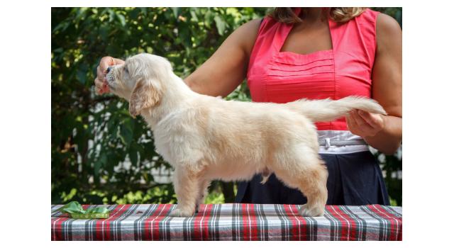 Щенки папийона (папильона) в питомнике Бон Плезир Щенки папийона (папильона) в питомнике Бон Плезир