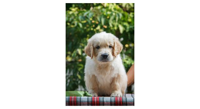 Щенки папийона (папильона) в питомнике Бон Плезир Щенки папийона (папильона) в питомнике Бон Плезир