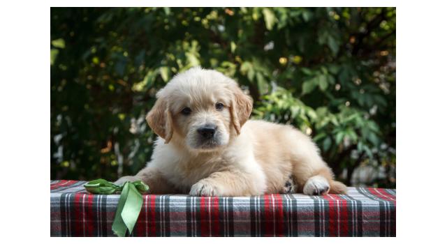 Щенки папийона (папильона) в питомнике Бон Плезир Щенки папийона (папильона) в питомнике Бон Плезир