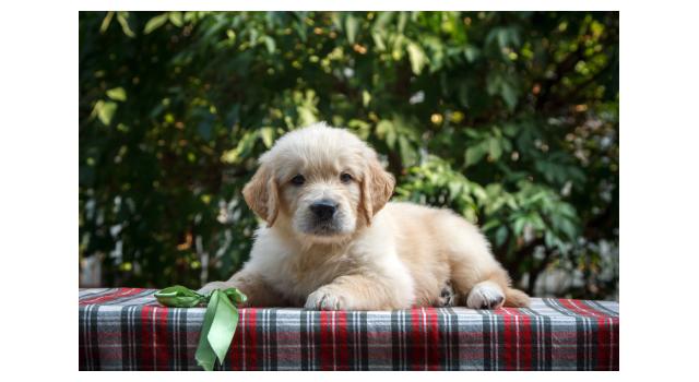 Щенки папийона (папильона) в питомнике Бон Плезир Щенки папийона (папильона) в питомнике Бон Плезир