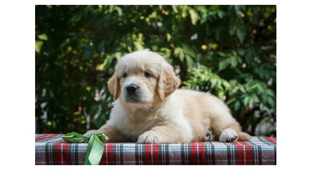 Щенки папийона (папильона) в питомнике Бон Плезир Щенки папийона (папильона) в питомнике Бон Плезир
