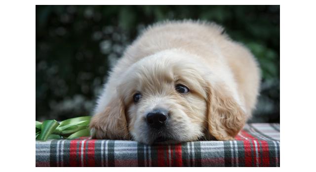 Щенки папийона (папильона) в питомнике Бон Плезир Щенки папийона (папильона) в питомнике Бон Плезир