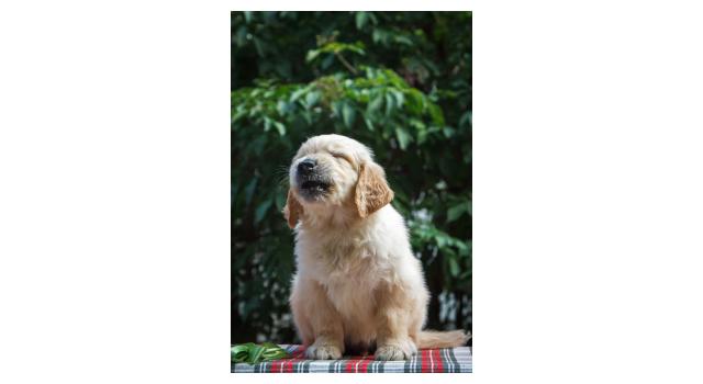 Щенки папийона (папильона) в питомнике Бон Плезир Щенки папийона (папильона) в питомнике Бон Плезир