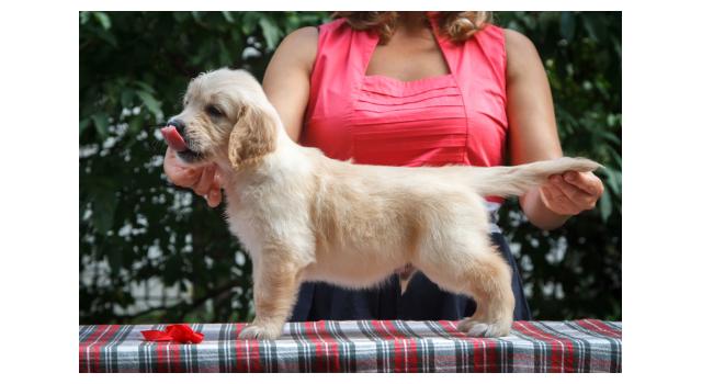 Щенки папийона (папильона) в питомнике Бон Плезир Щенки папийона (папильона) в питомнике Бон Плезир