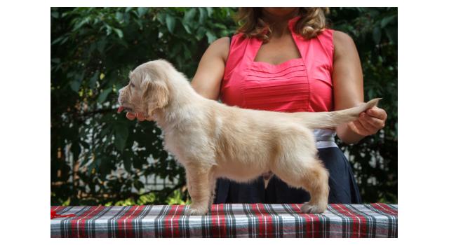 Щенки папийона (папильона) в питомнике Бон Плезир Щенки папийона (папильона) в питомнике Бон Плезир